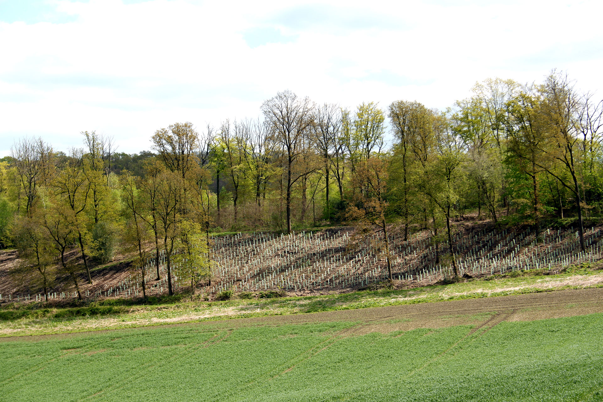 Wir reparieren den Wald