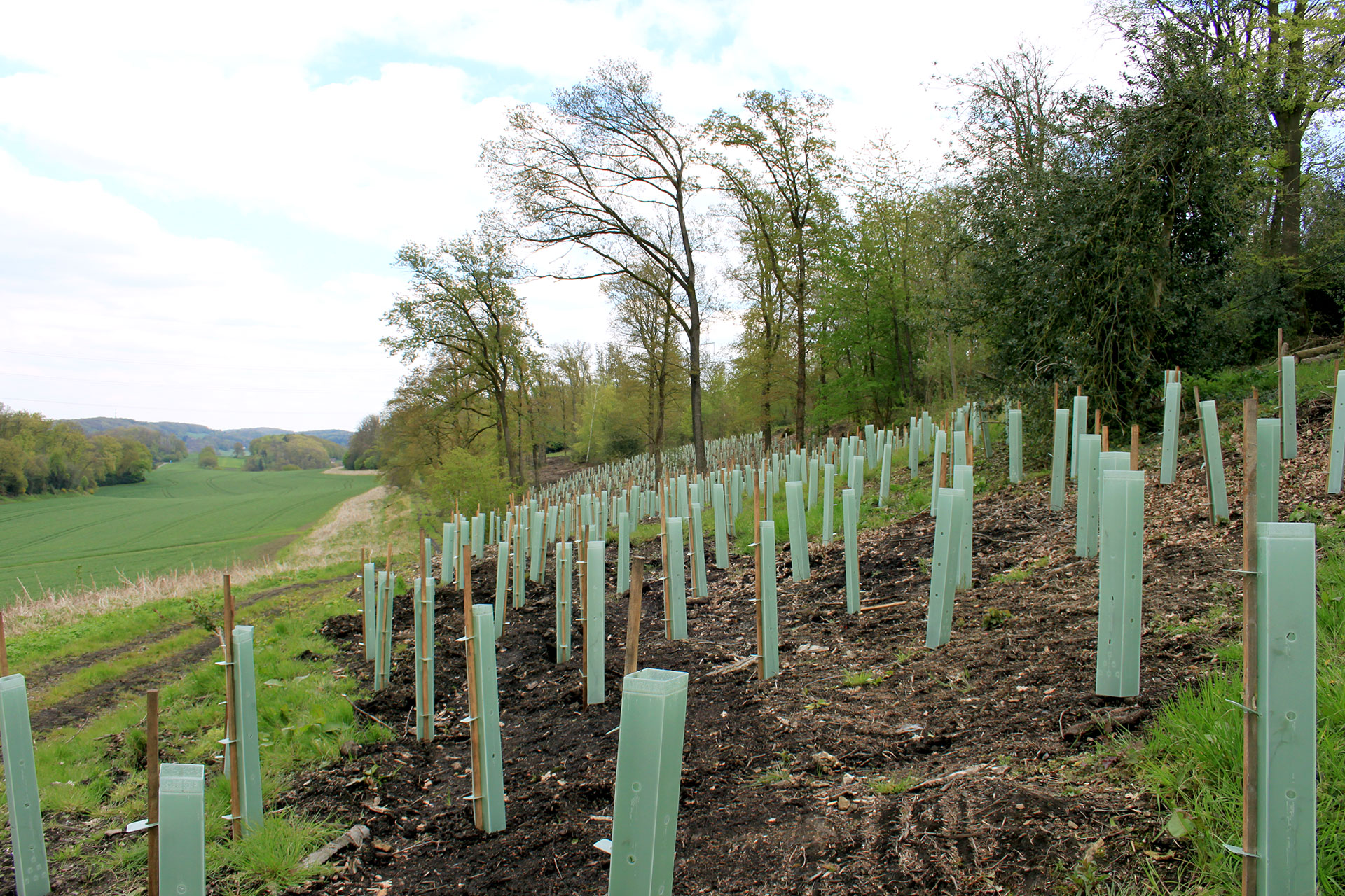 Wir reparieren den Wald