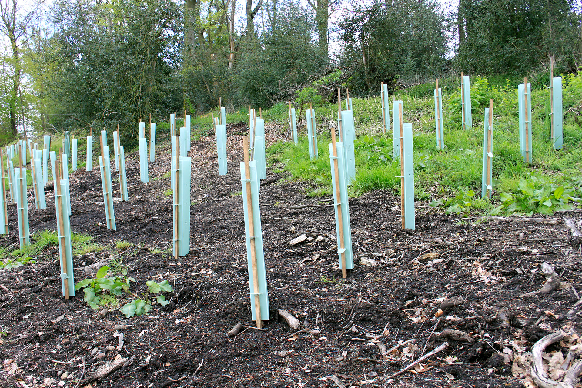 Wir reparieren den Wald