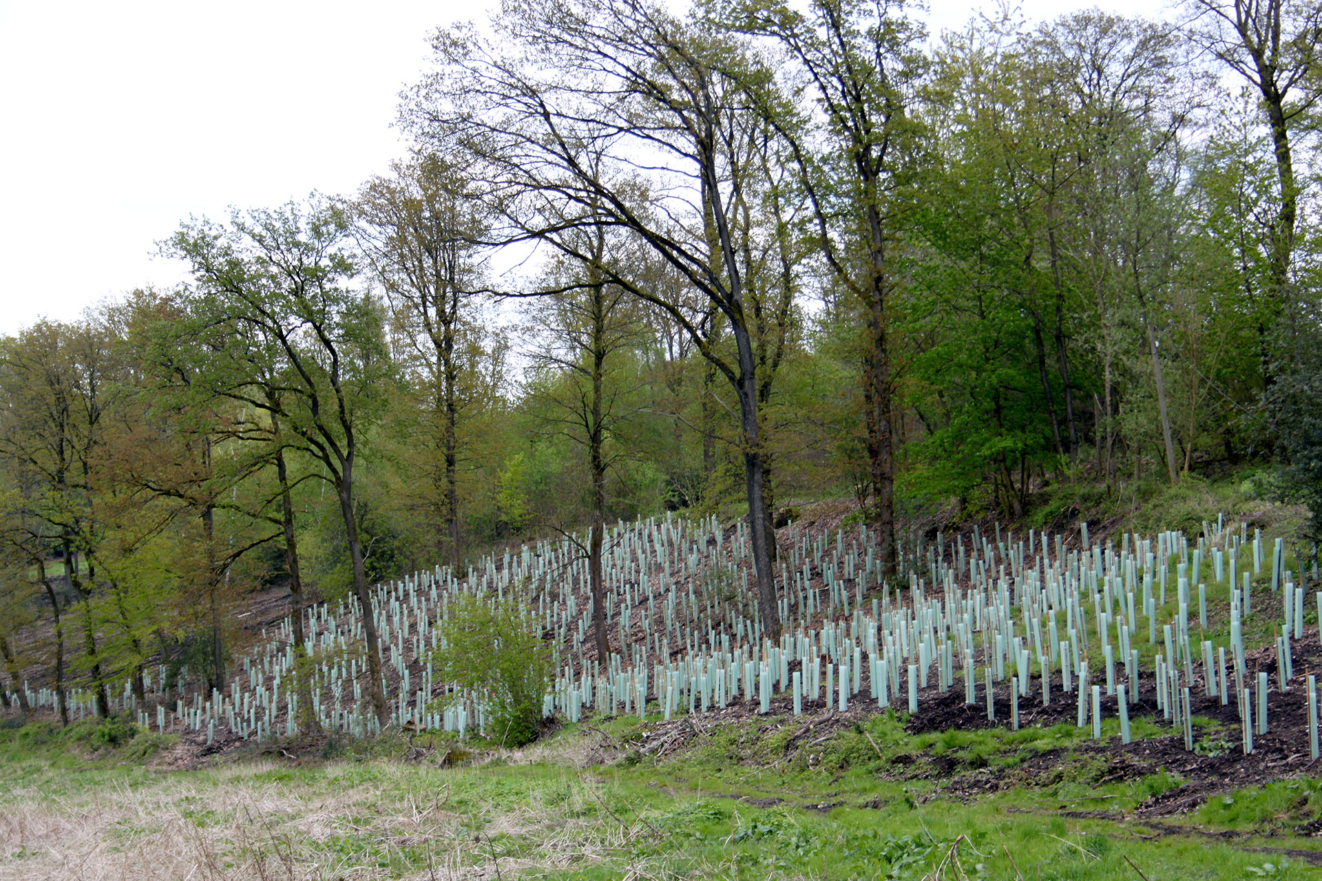 Wir reparieren den Wald