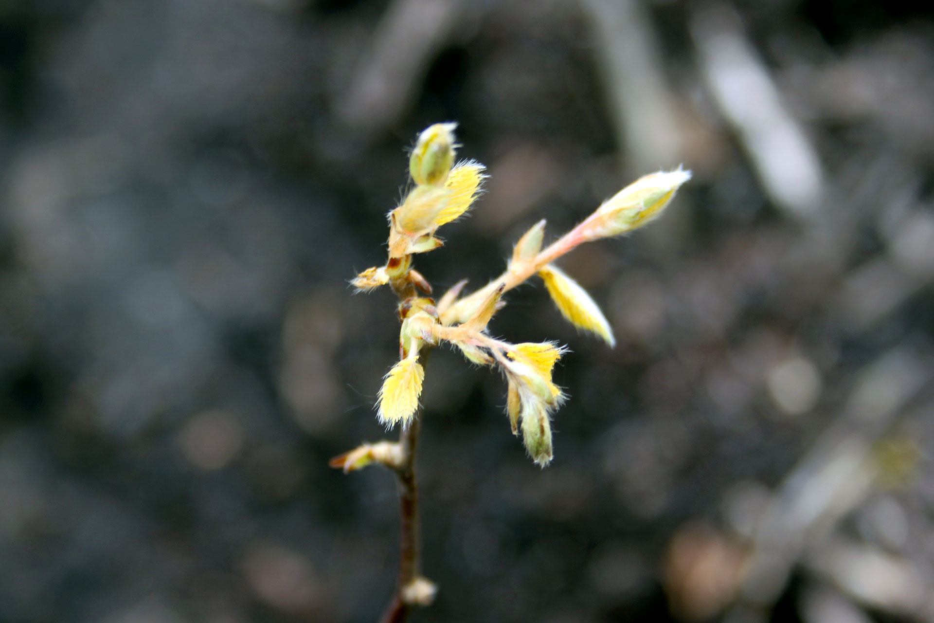 Wir reparieren den Wald