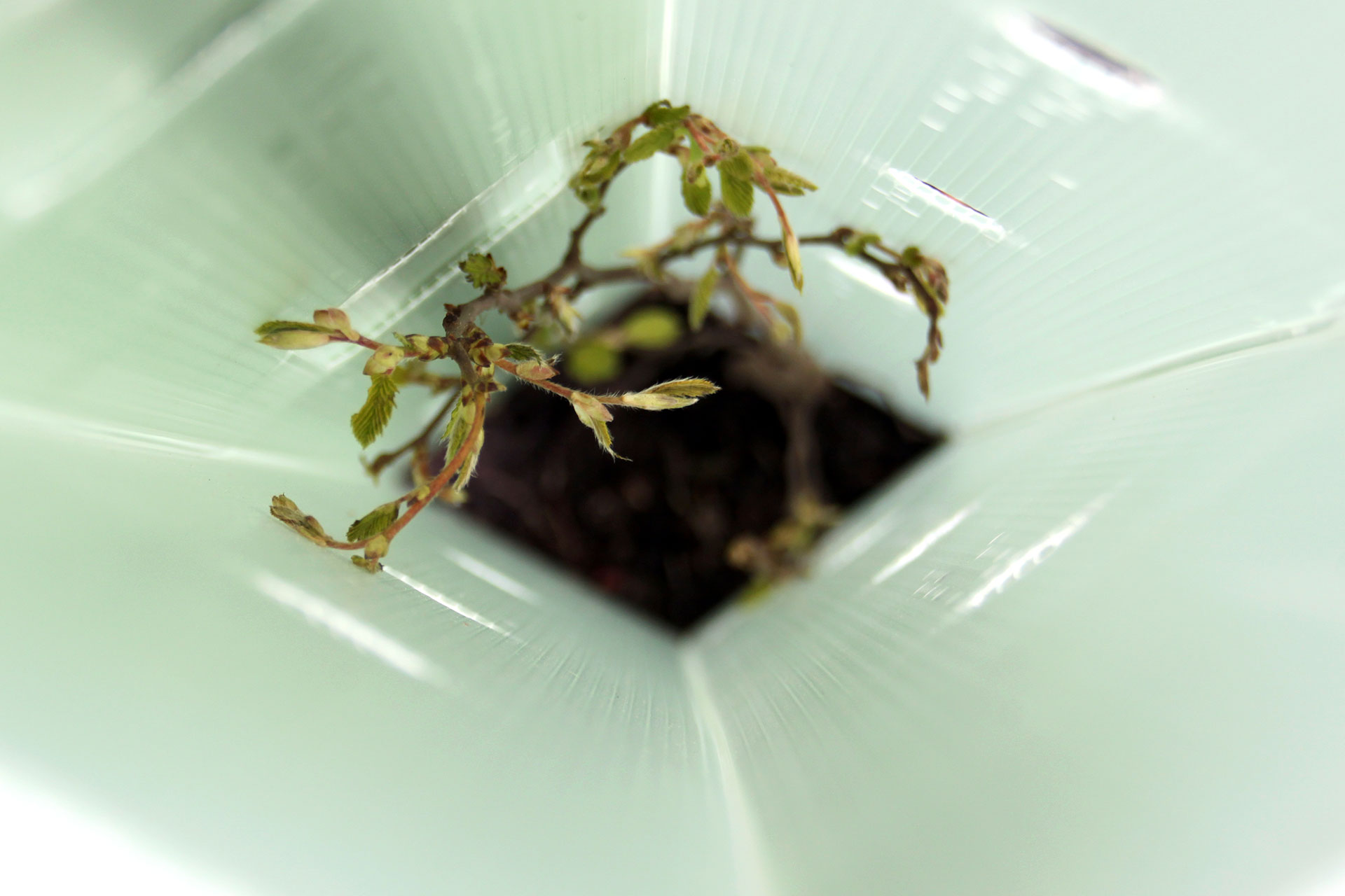 Wir reparieren den Wald